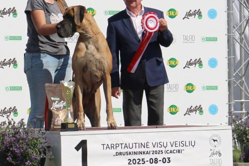 Sznytka z Kuźni Napoleońskiej